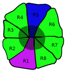Cross section of an ommatidium